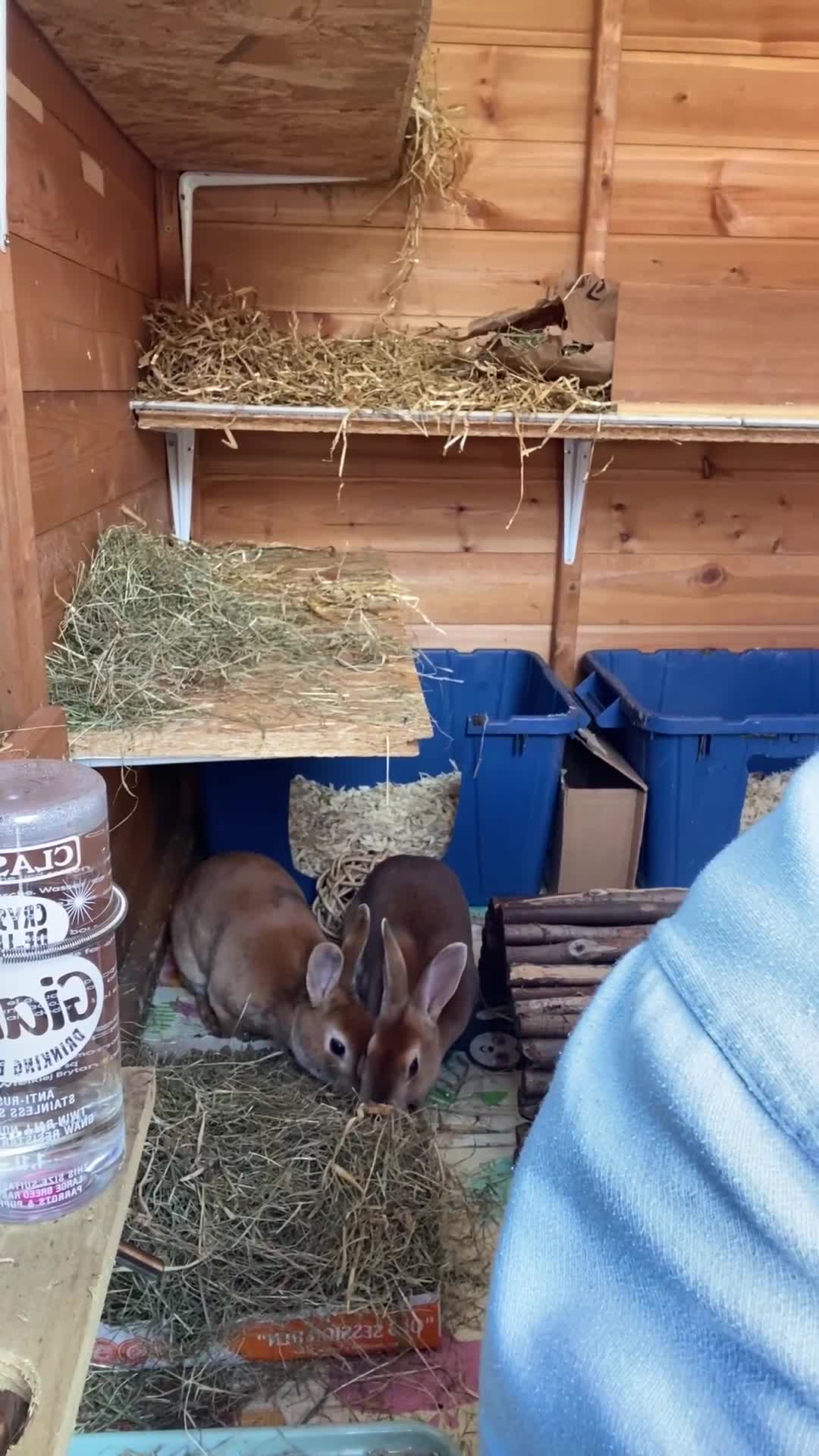 Rex rabbits for sale: Two Gorgeous Rex Doe’s for sale - Video 1