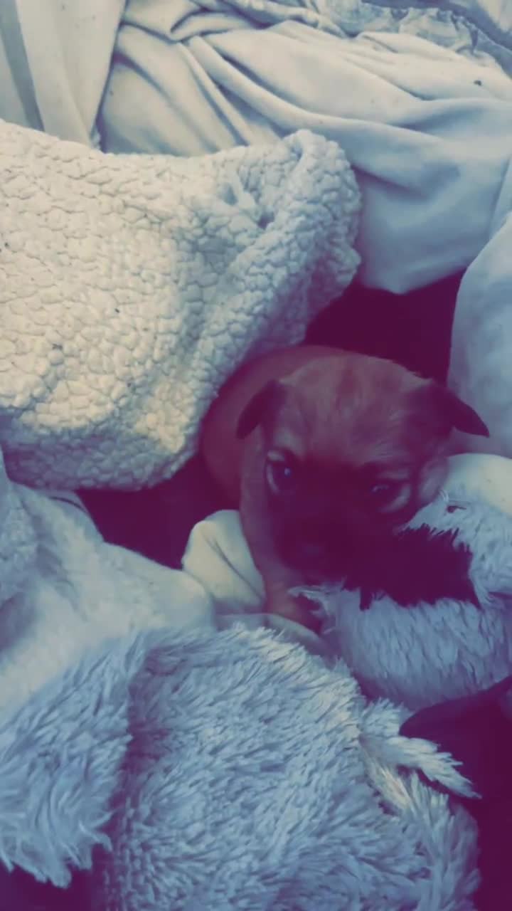 Jack Chi dogs for sale: Jack chi  - Video 2