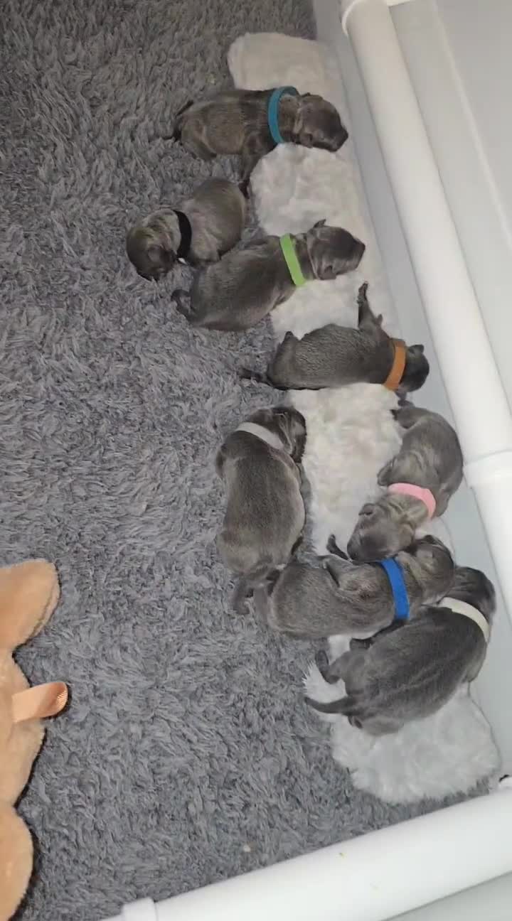 Staffordshire Bull Terrier dogs for stud: PROVEN Staffordshire bull terrier stud  - Video 1