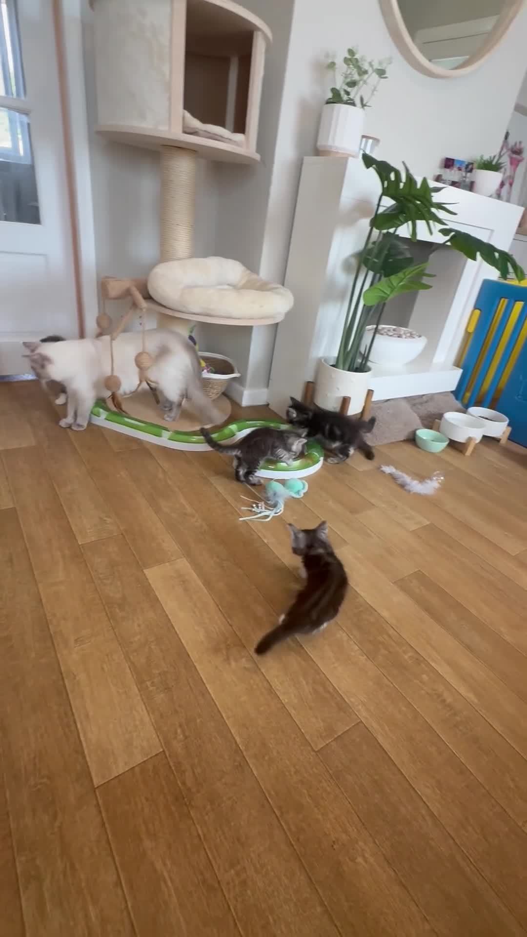 Ragcoon cats for sale: 8 gorgeous Mainecoon x ragdoll babies  - Video 3