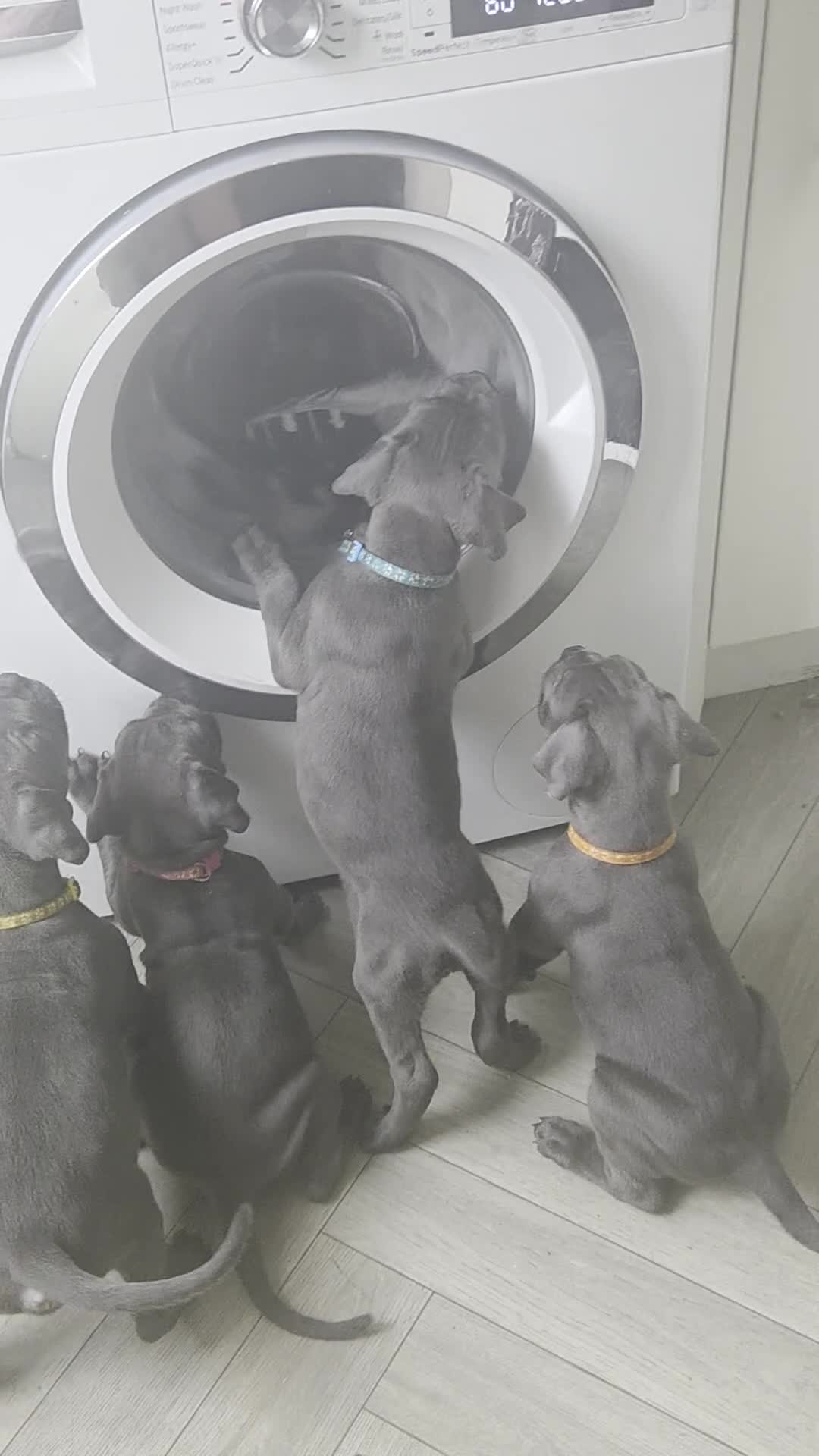 Cane Corso dogs for sale: Cane corso puppies in Merthyr Tydfil - Video 2