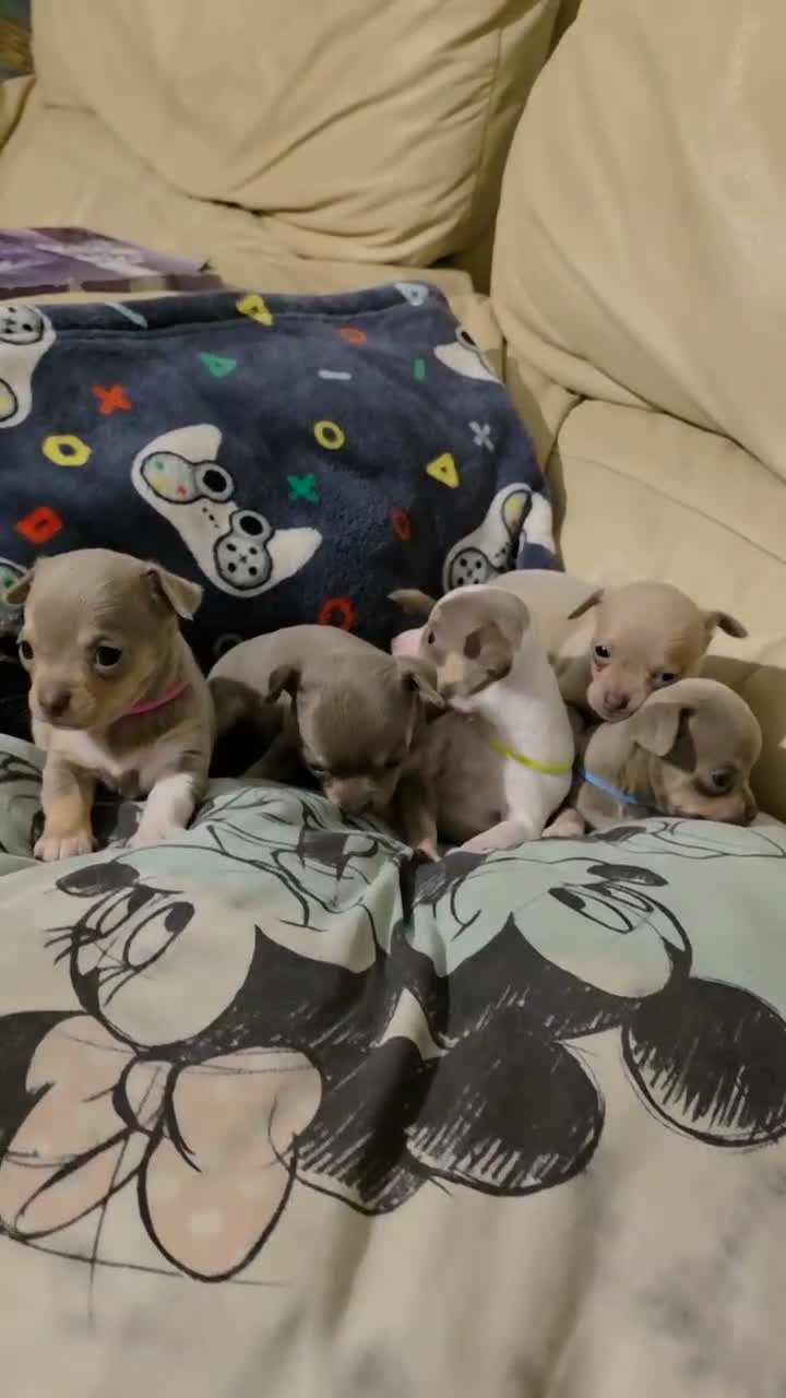 Chihuahua dogs for sale: Beautiful Chihuahua Puppies Lookin for 4ever Homes - Video 1
