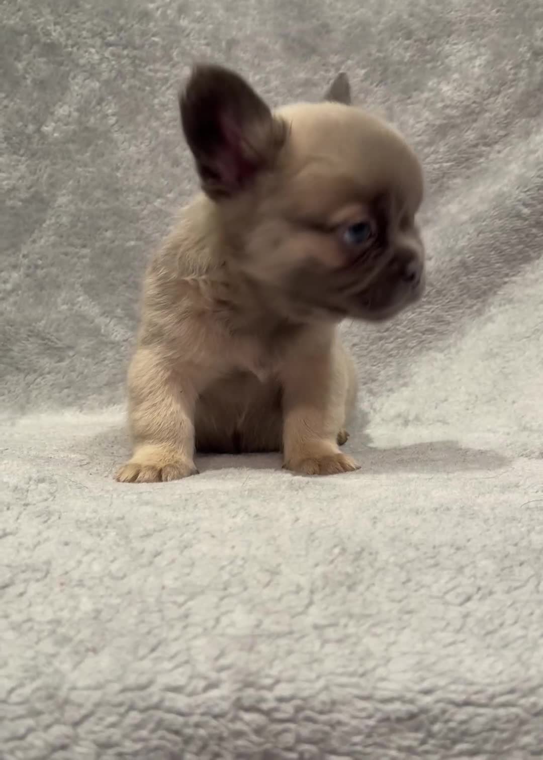 French Bulldog dogs for sale: Beautiful French bulldog puppies 💙💙🩷🩷 - Video 2