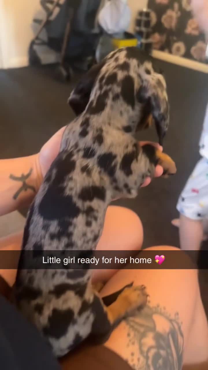 Miniature Dachshund dogs for sale: Dapple dachshund girl  - Video 1