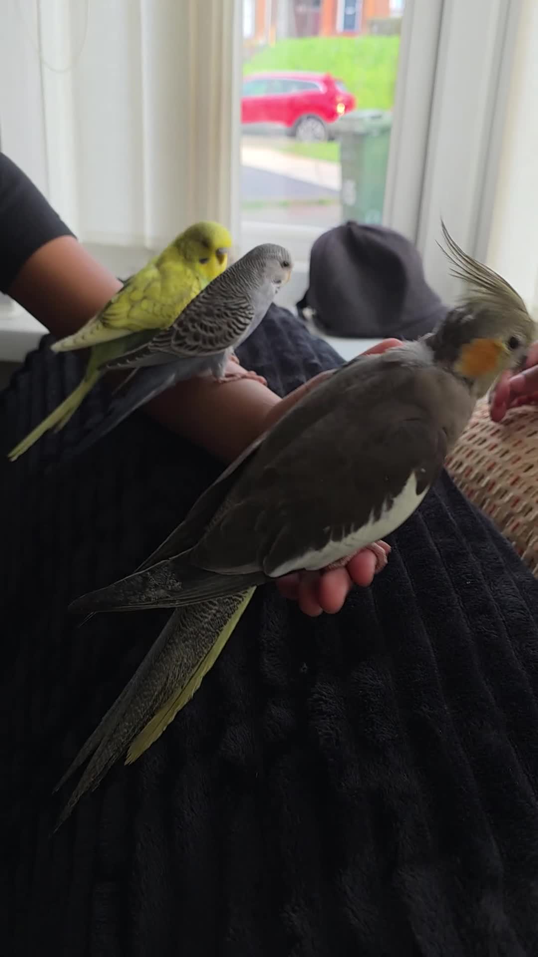 Budgerigars birds for sale: Beautiful Hand-Tamed Baby Budgies - For sale - Video 1