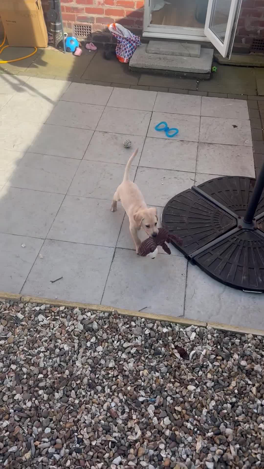 Goldador dogs for sale: GOLDEN LAB RETRIEVER in Birmingham - Video 1