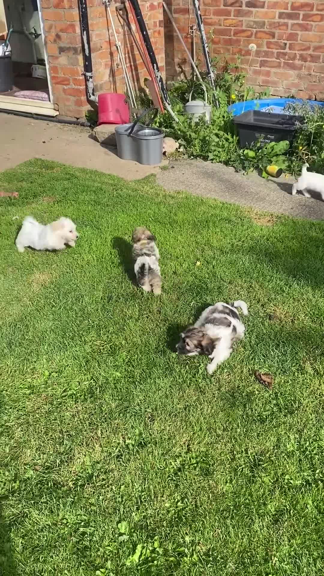 Mixed Breed dogs for sale: Doxie - chon puppies for sale - Video 1