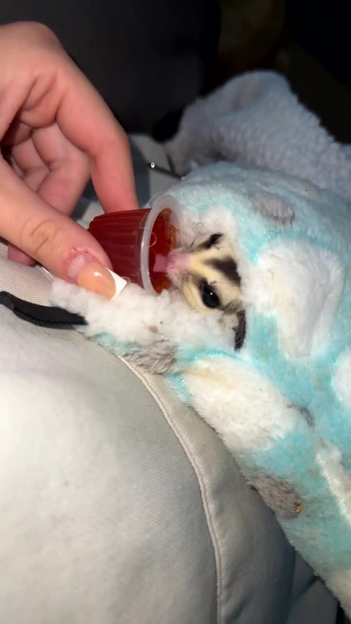 Sugar Glider rodents for sale: twin sugar gliders  - Video 3