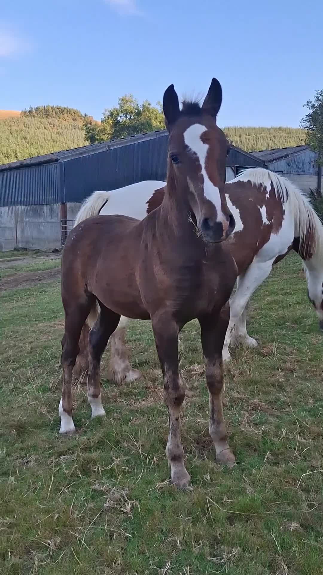 Other Breed horses for sale: Beautiful Homebred Colt  - Video 1