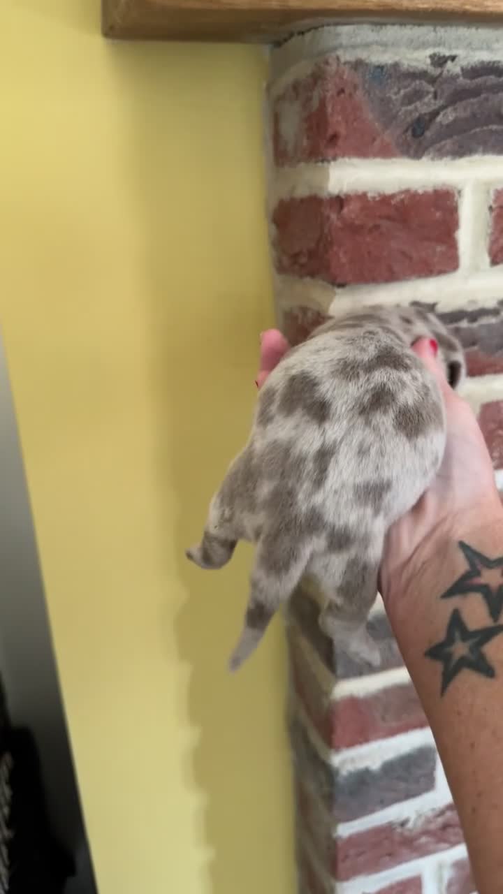 Dachshund dogs for sale: Mini dachshund puppies dapple Isabella tan  - Video 3