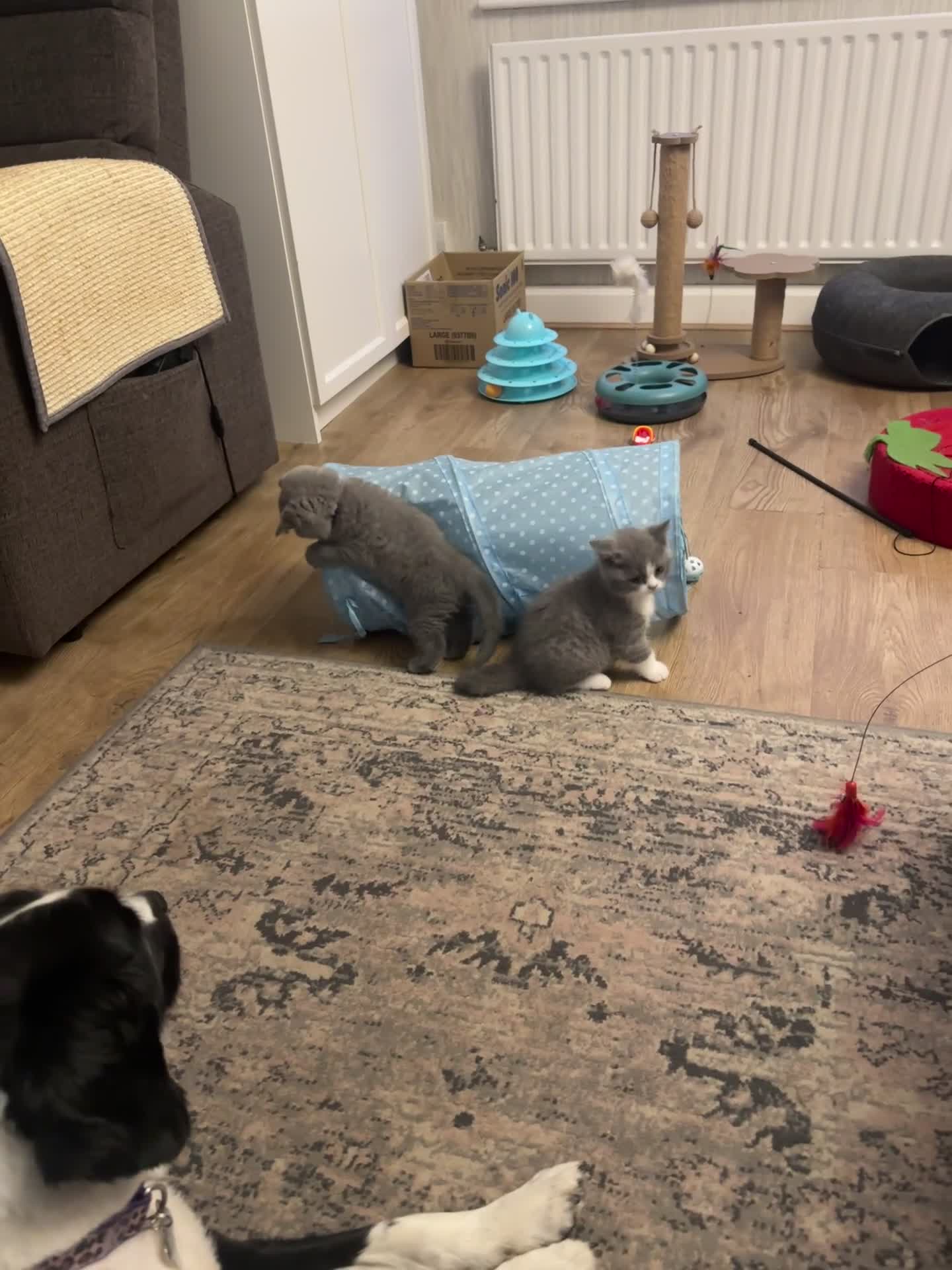 British Shorthair cats for sale: TWO ACTIVE GIRL AVAILABLE GCCF BSH  - Video 1
