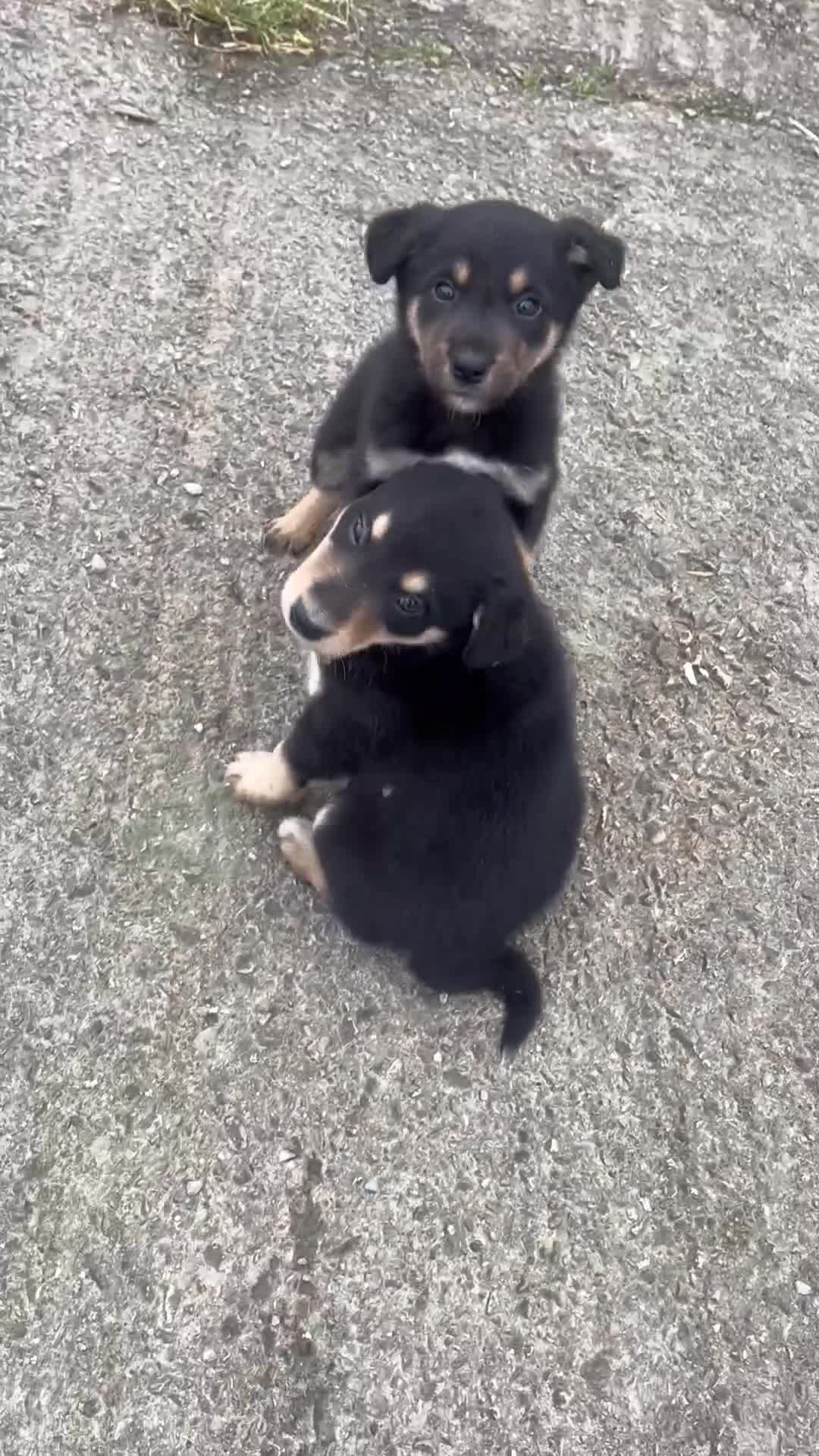 Mixed Breed dogs for sale: Border Collie Puppies - Video 1