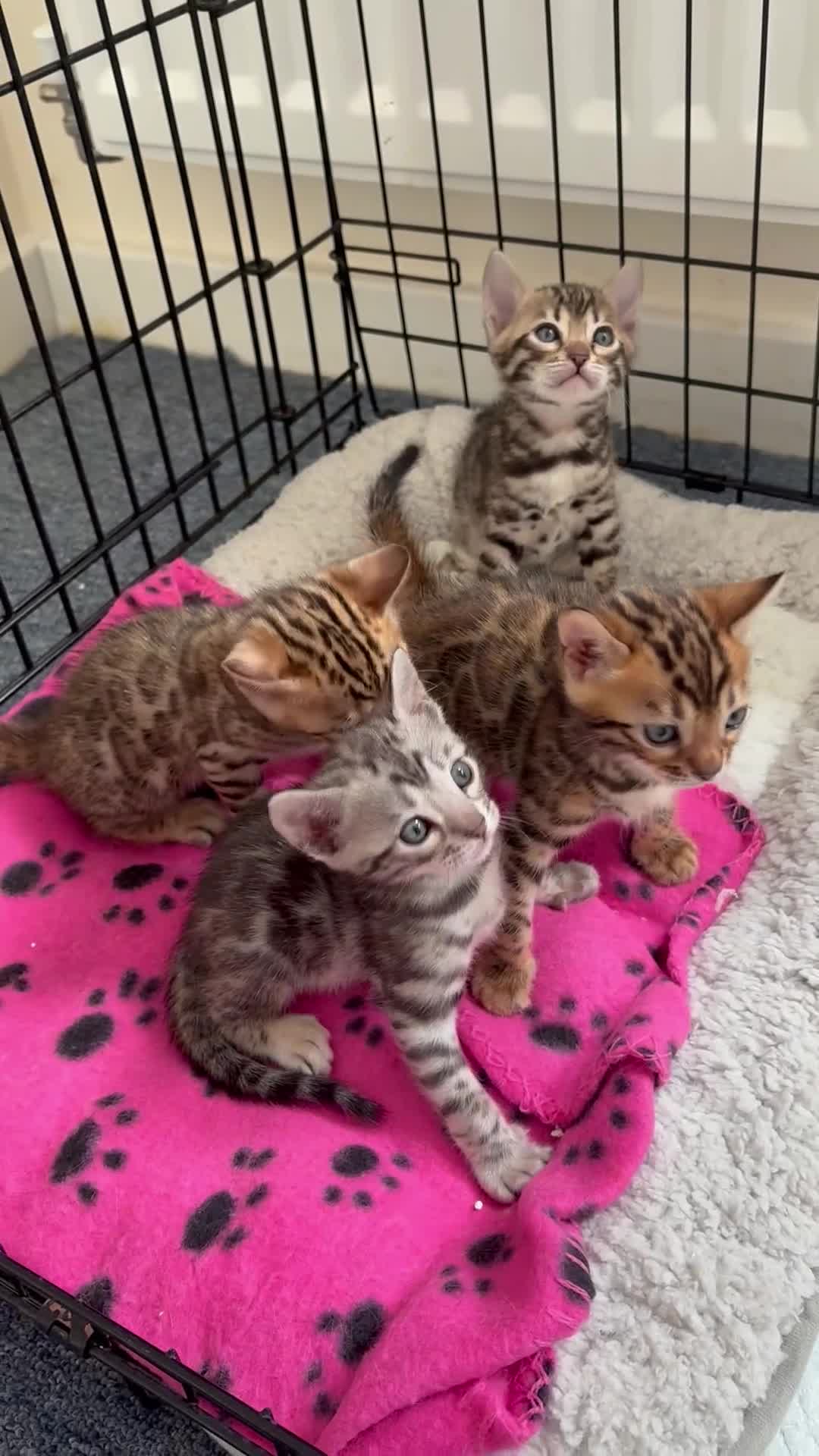 Bengal cats for sale: 😍3 Beautiful Bouncy Bengals Need A Home 😍 - Video 2
