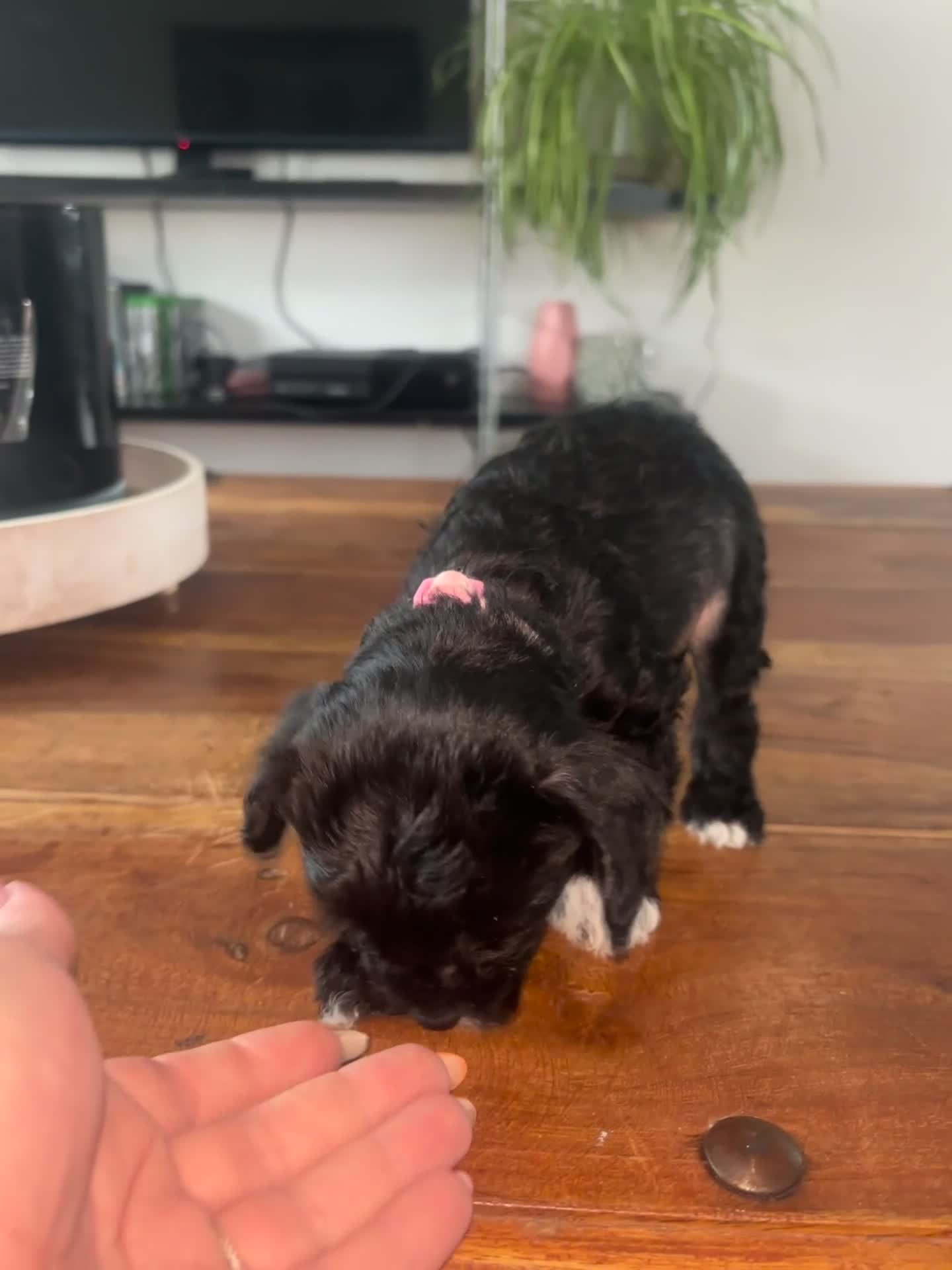 Chinese Crested dogs for sale: Last remaining Hairy Hairless Chinese crested girl - Video 1