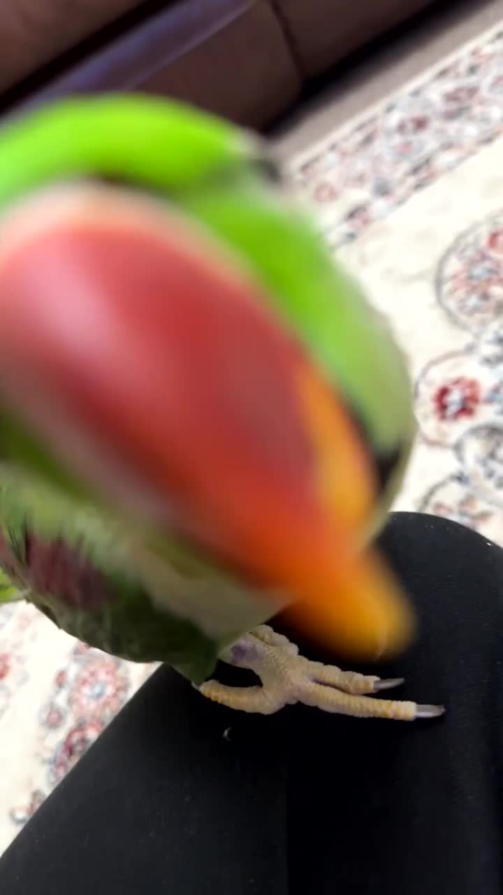 Parrots birds for sale: Tamed male alexandrine parrot - Video 3