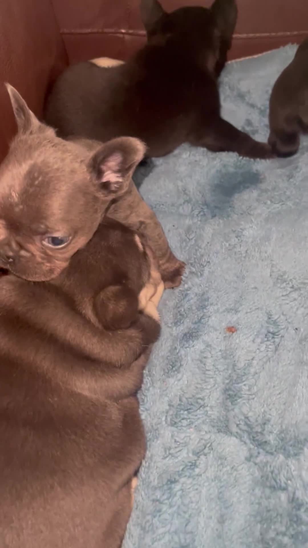 French Bulldog dogs for sale: French Bulldog puppies. 3 x boys 1 x girl - Video 1