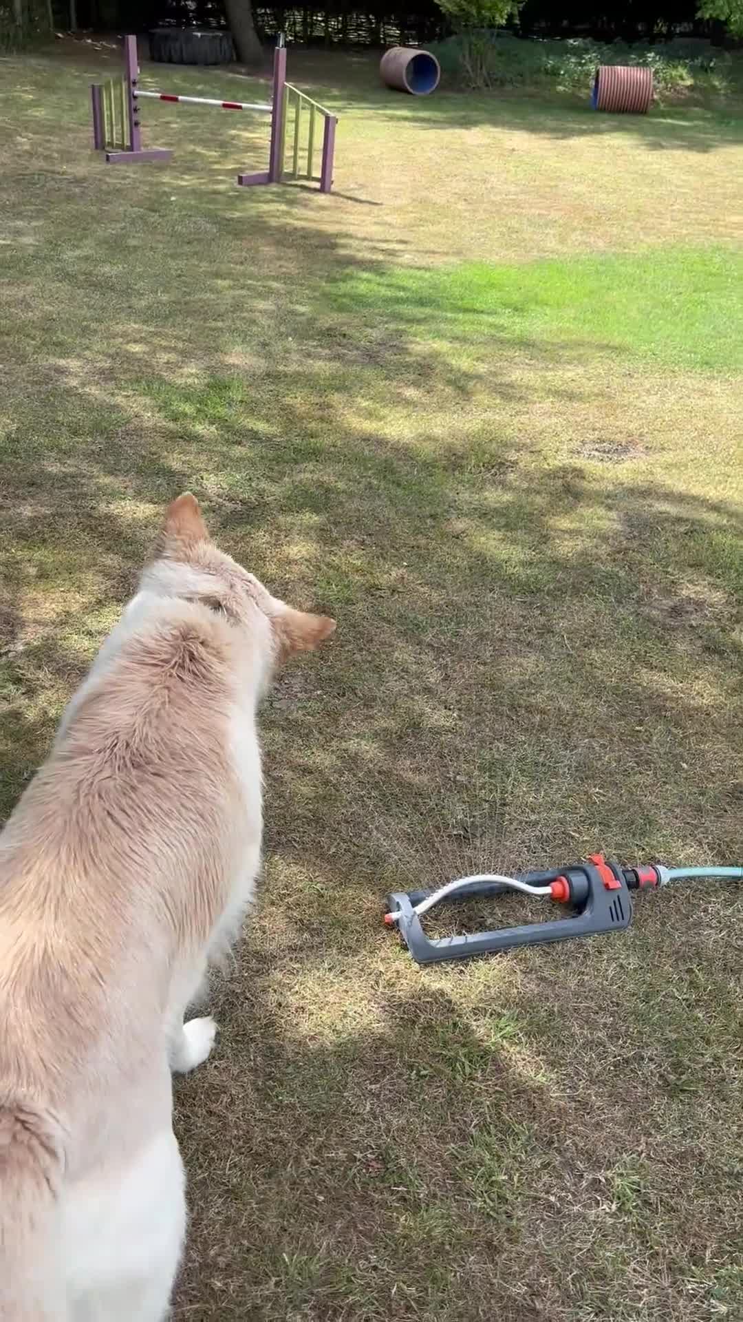 German Shepherd dogs for sale: Apricot/Cream GSD FEMALE  - Video 3