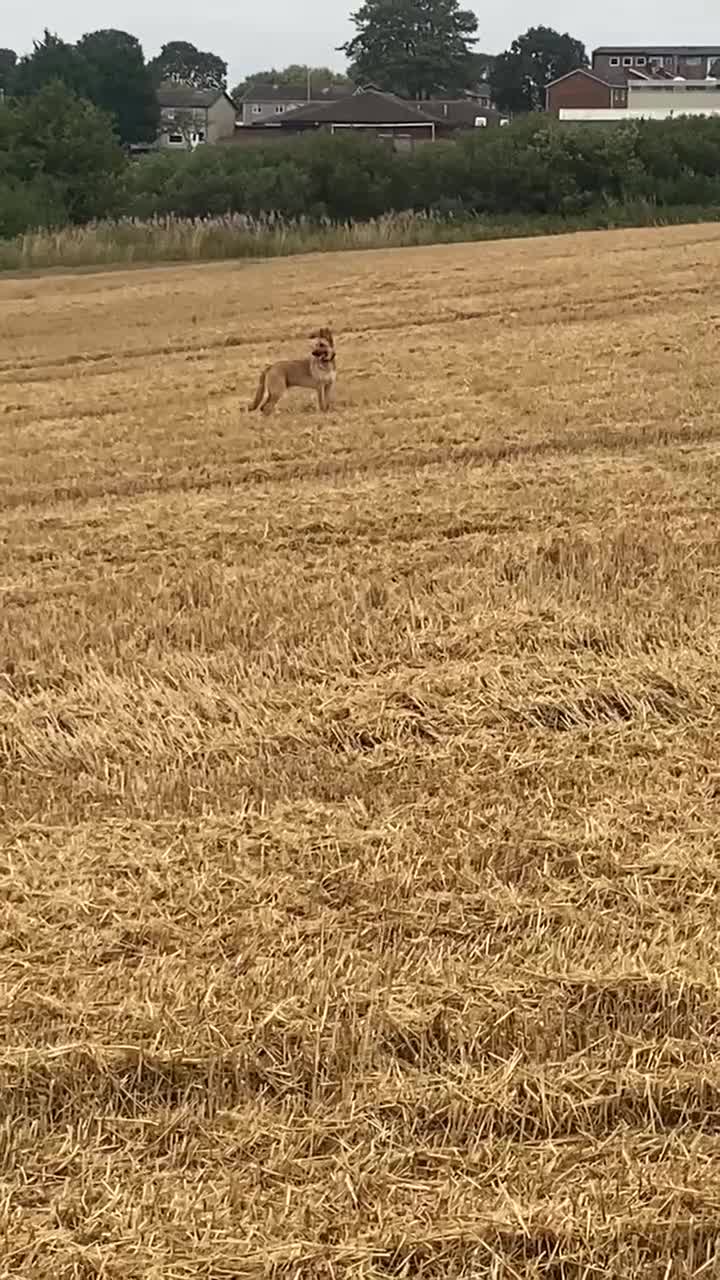 Mixed Breed dogs for sale: Ivor. - Video 1
