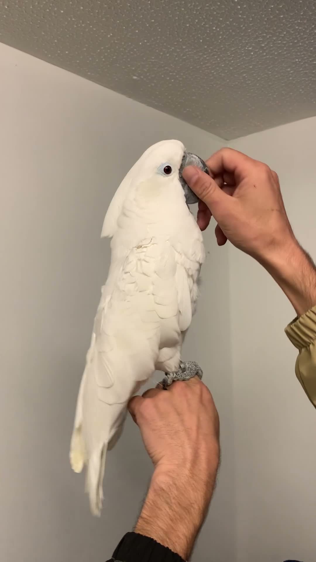 Cockatoo birds for sale: Tame Umbrella Cokato female  - Video 2