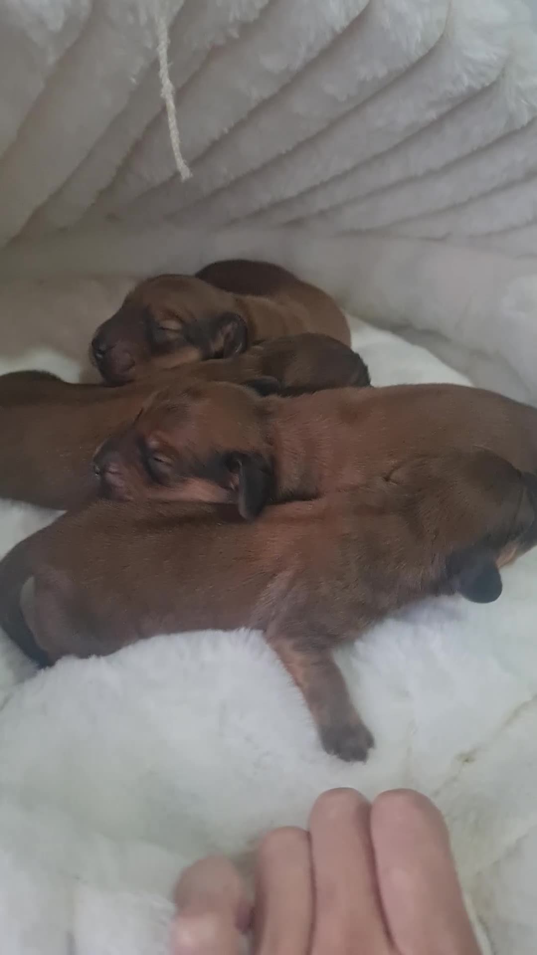 Dachshund dogs for sale: Pra clear 5 beautiful LH Dachshund puppies💗💗💗 - Video 1