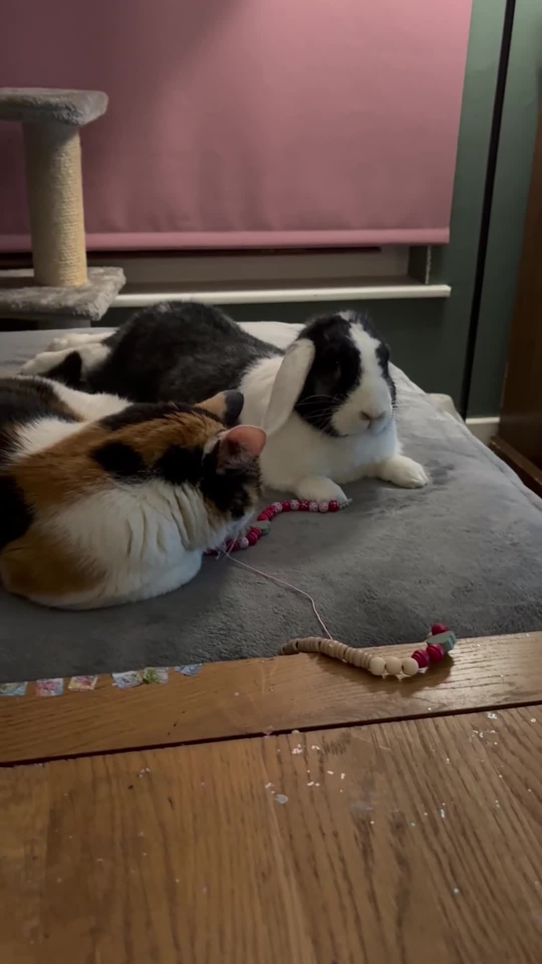 Mixed Breed rabbits for sale: Beautiful male rabbit looking for a new home - Video 2