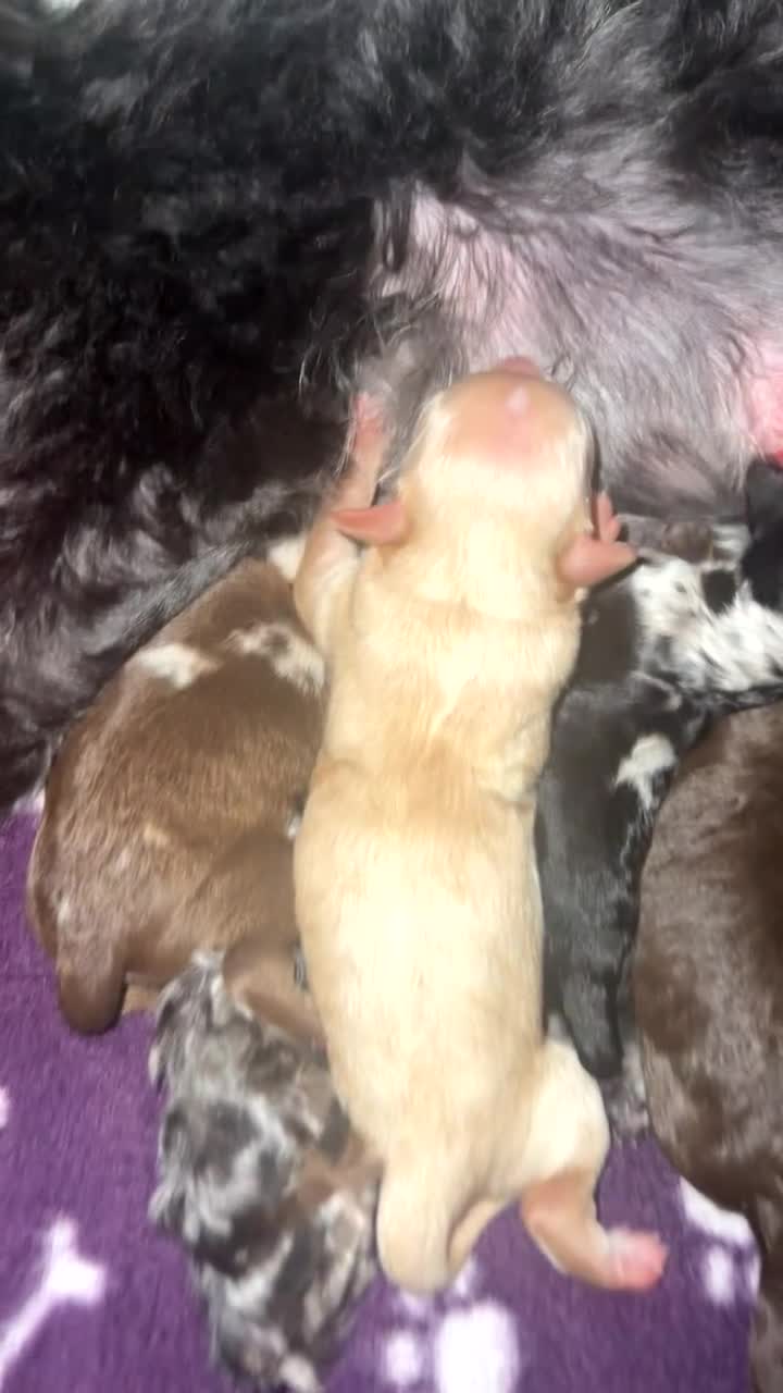 Cavapoo dogs for sale: Toy Cavapoo f1b puppies in Pontypool - Video 1