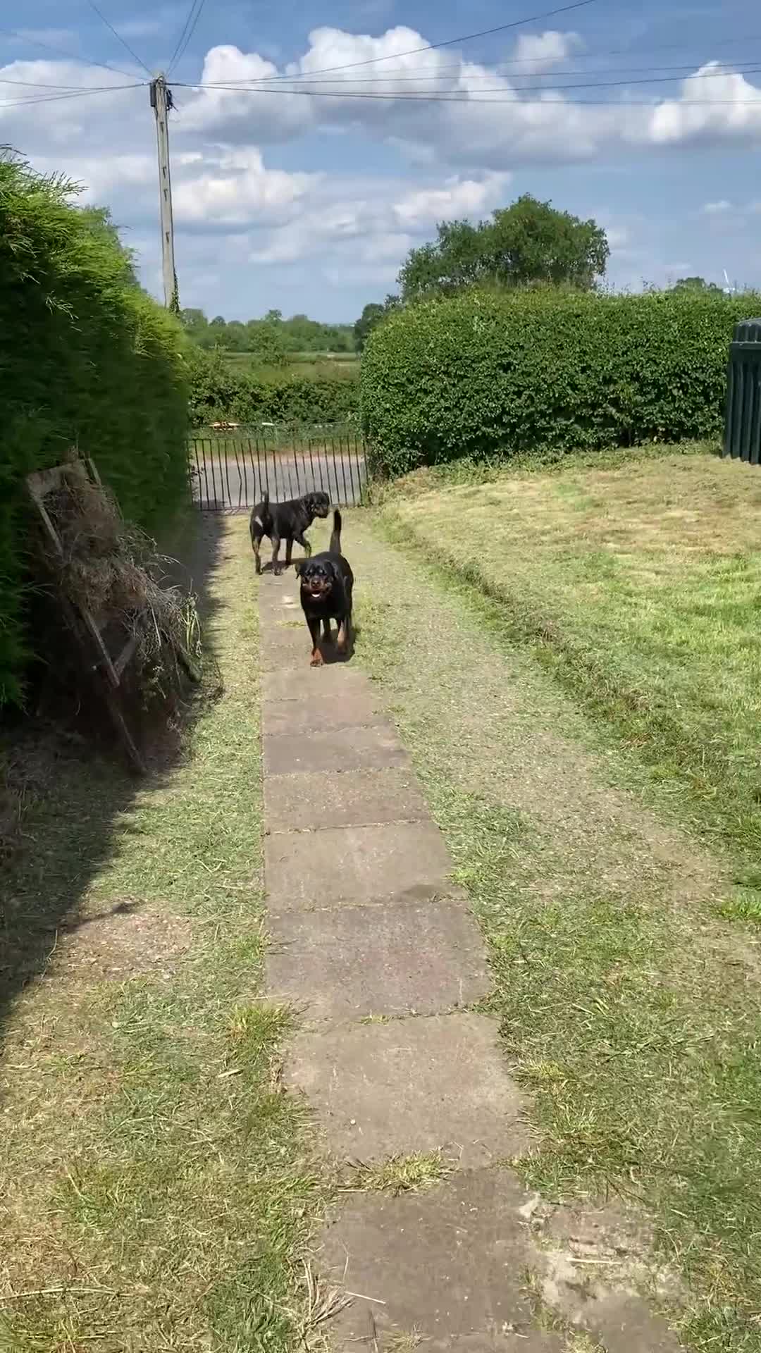 Rottweiler dogs for sale: 🏆(Kc)Champion bloodline Rottweiler puppies. - Video 2