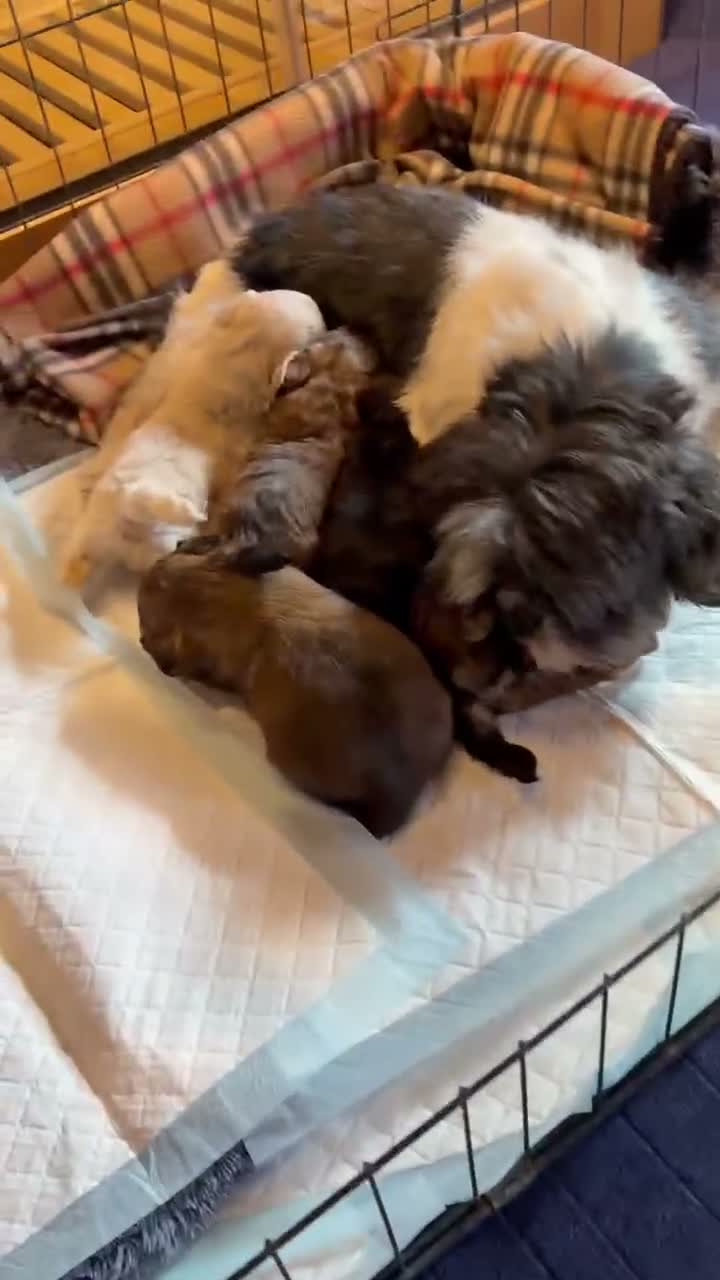 Shihpoo dogs for sale: Joanna Flynn  - Video 5