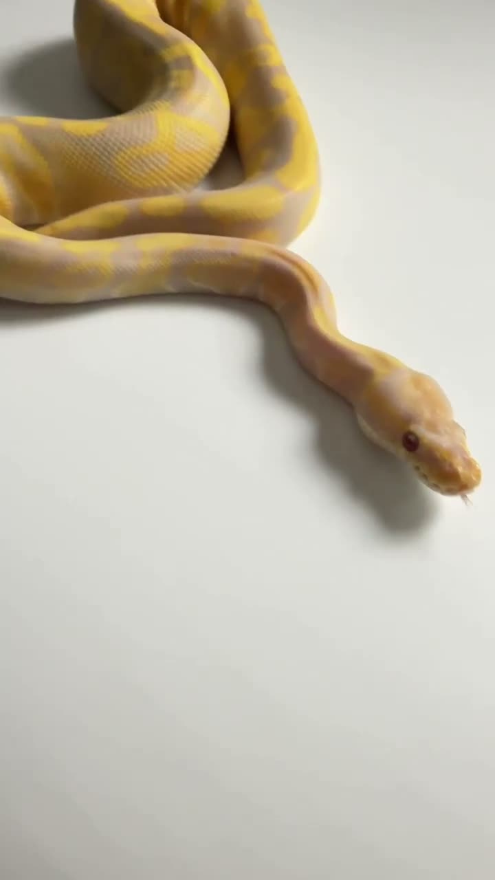 Python Snake reptiles for sale: Candy-Leo-66% het Pied Female - Video 1