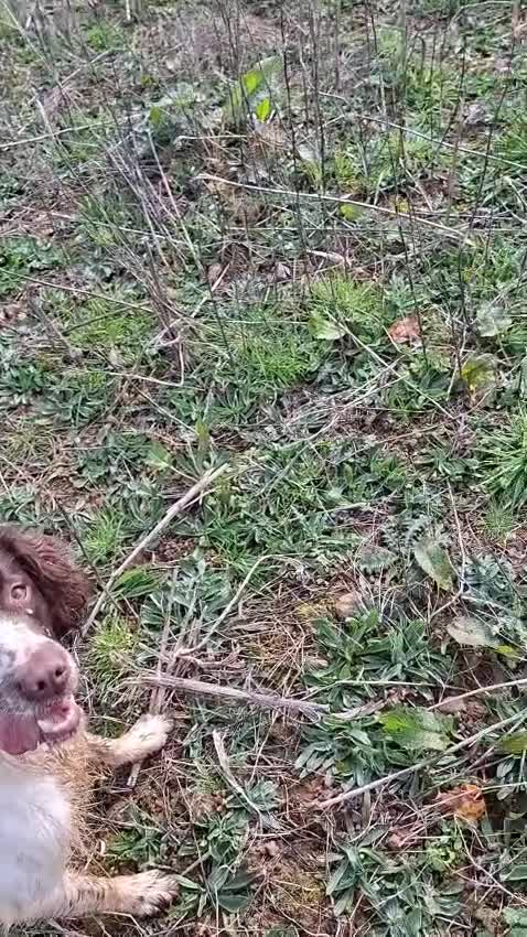English Springer Spaniel dogs for sale:  KC registered English springer spaniel puppies - Video 2