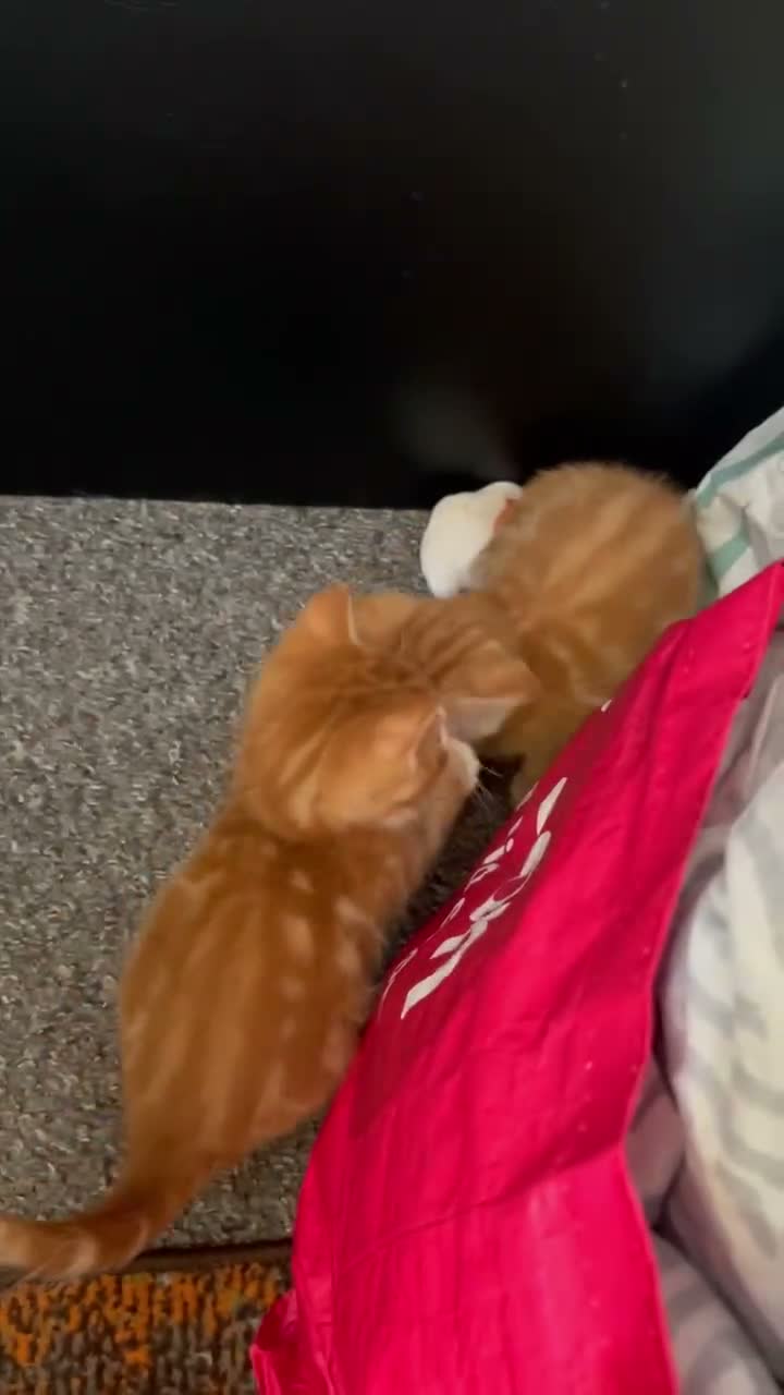 Mixed Breed cats for sale: 2 gorgeous boys  - Video 1