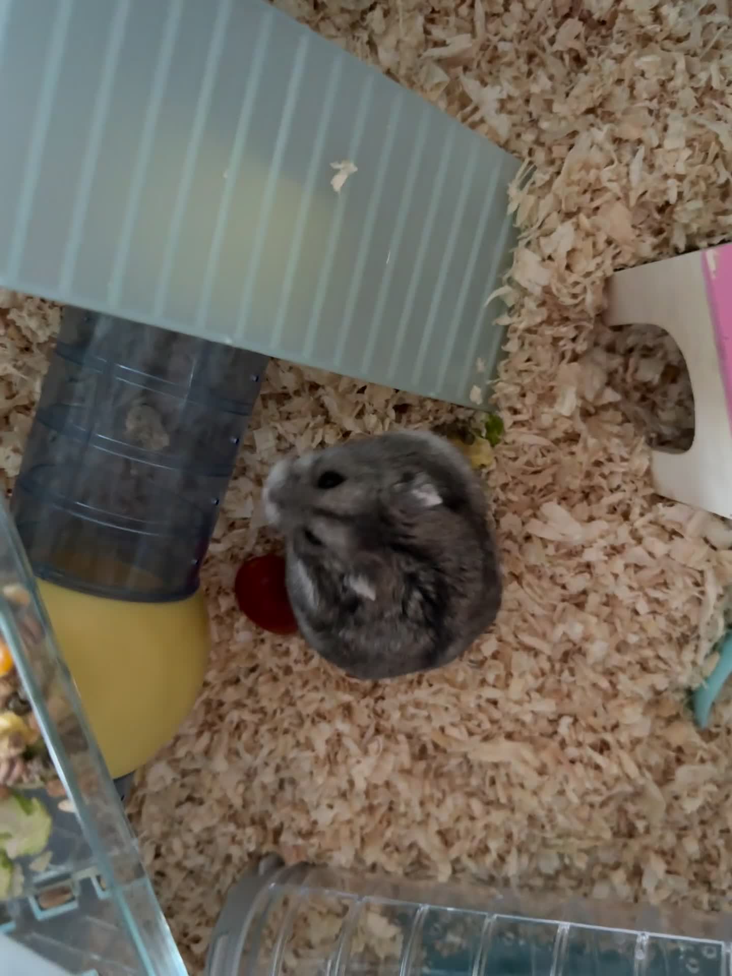 Hamster rodents for sale: Dwarf hamster  - Video 1