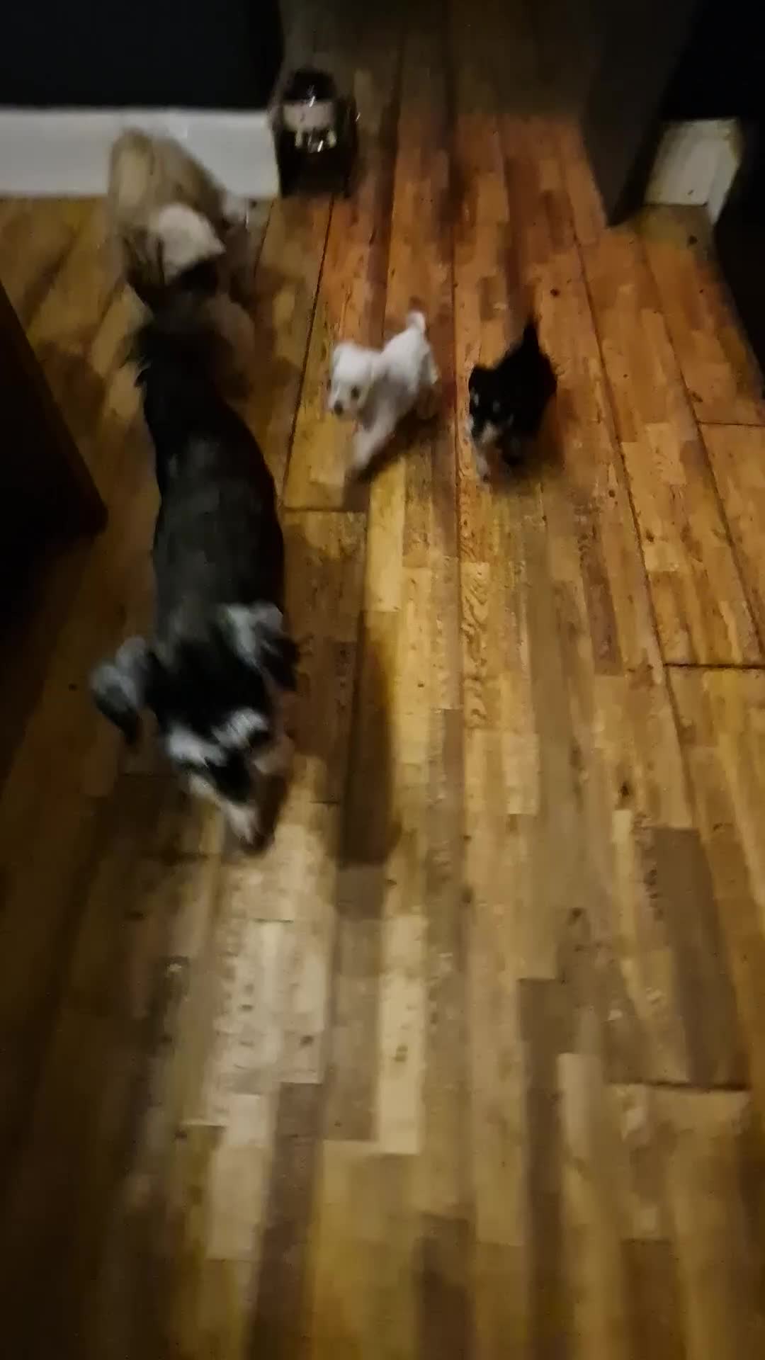 Miniature Schnauzer dogs for sale: Stunning miniature schnauzers  - Video 1