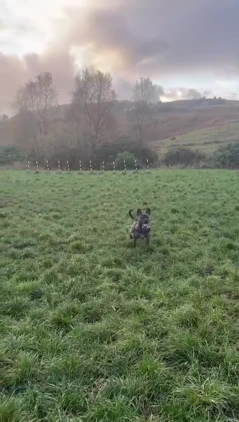 Mixed Breed dogs for sale: Staff x French bull dog looking for forever home - Video 2