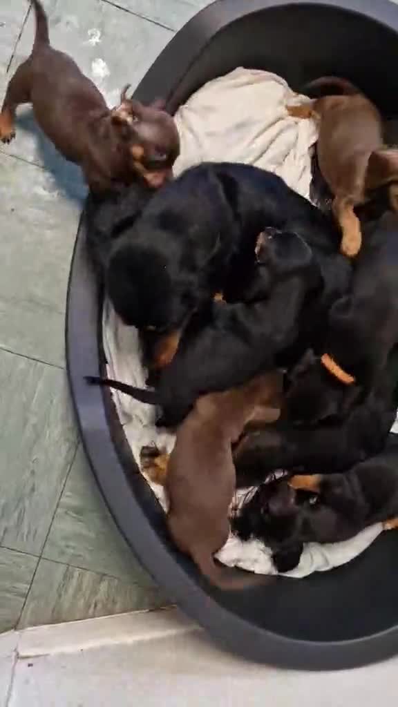 Mixed Breed dogs for sale: Dauchound x cocker spaniel  - Video 1