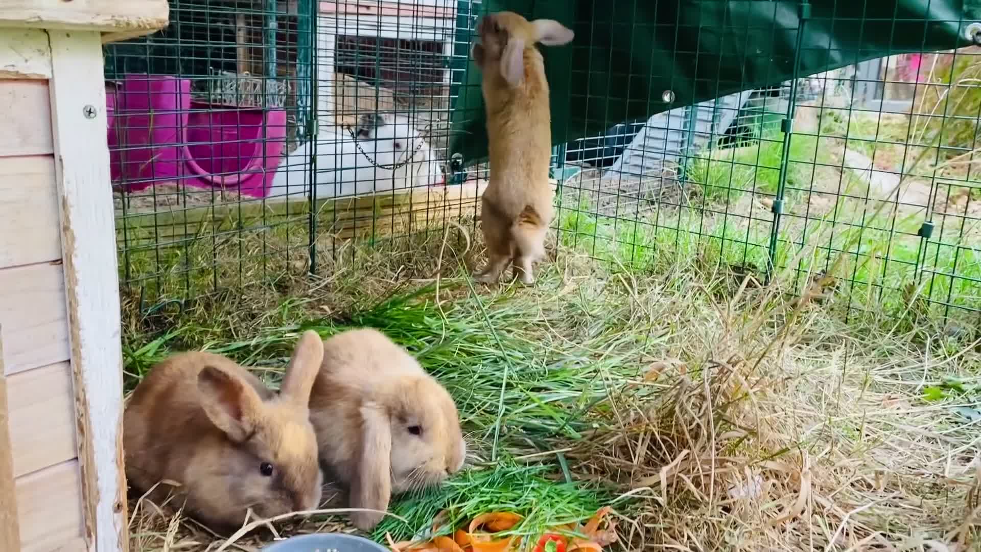 Mini Lop rabbits for sale: Beautiful mini-lop baby rabbits in South Croydon - Video 2