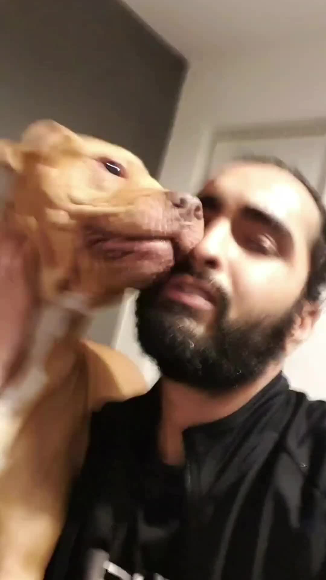 Mixed Breed dogs for sale: Loving Dog Looking for a Forever Home! - Video 4