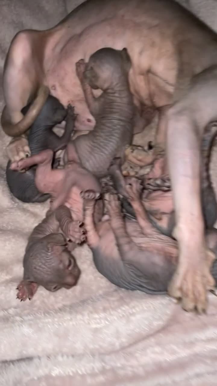 Sphynx cats for sale: Stunning Canadian sphynx kittens - Video 1