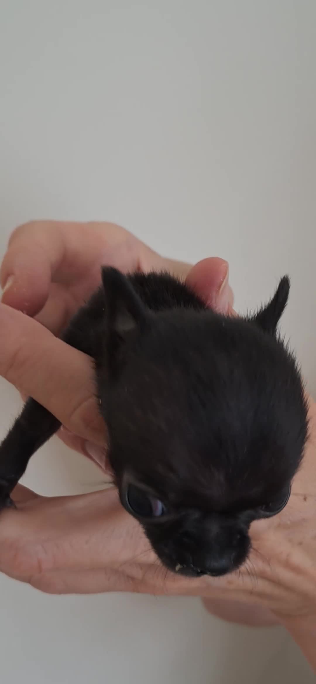 Chihuahua dogs for sale: SMALLEST on the market KC reg chihuahua girls - Video 2