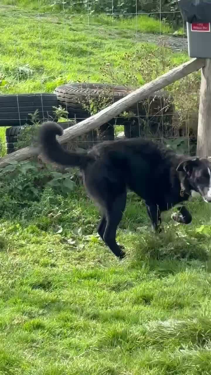 Mixed Breed dogs for adoption: BEAUTIFUL MAGGIE 💜 - Video 2