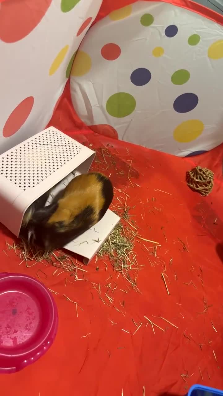 Guinea Pig rodents for sale: 2 Male Shorthaired Guinea Pigs  - Video 2