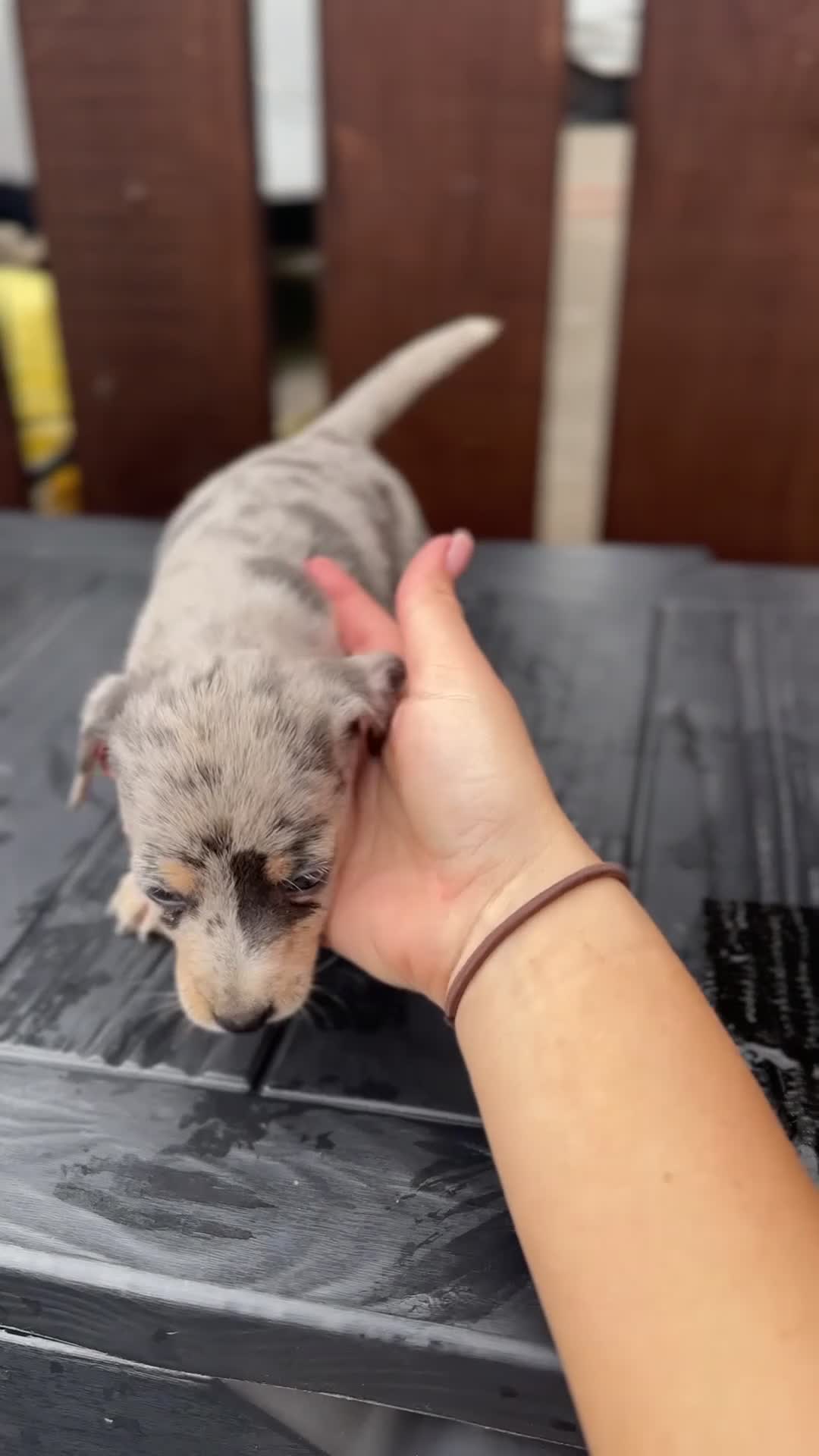 Dachshund dogs for sale: Jackshund puppies looking for a place to call home - Video 4