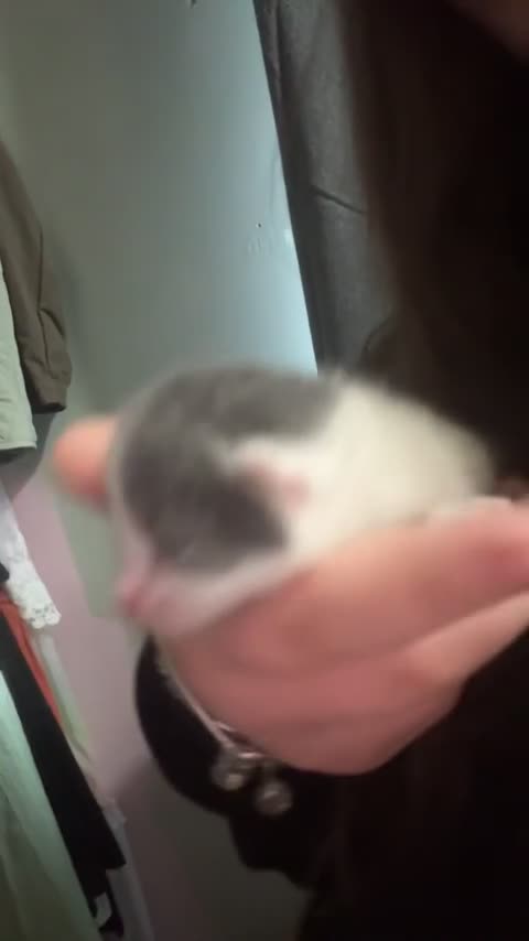 Mixed Breed cats for sale: kittens for sale!!  - Video 1