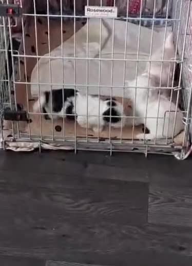 Mixed Breed dogs for sale: Beautiful Maltipoo Puppies 💙 - Video 1