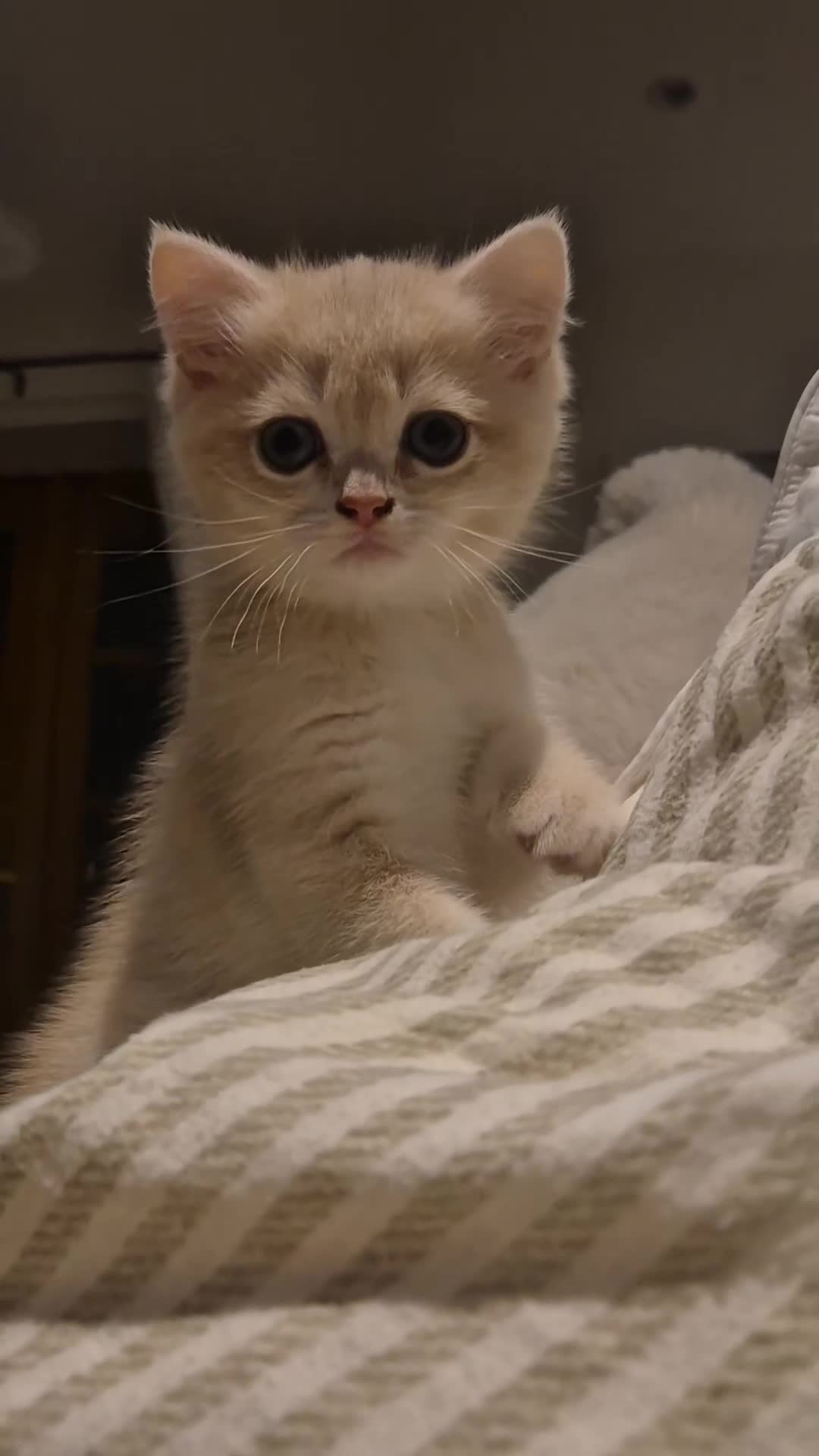 British Shorthair cats for sale: The Tik Tok Party kittens  - Video 3