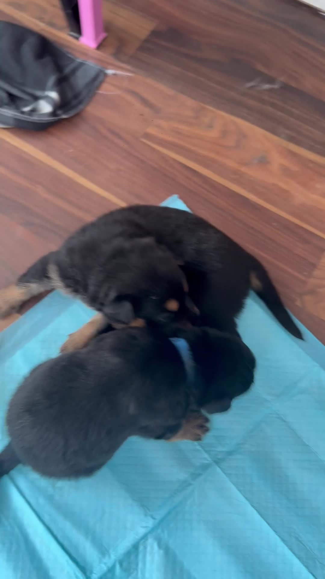 Mixed Breed dogs for sale: Shepweiler Puppies (GSD x Rottie) - Video 3