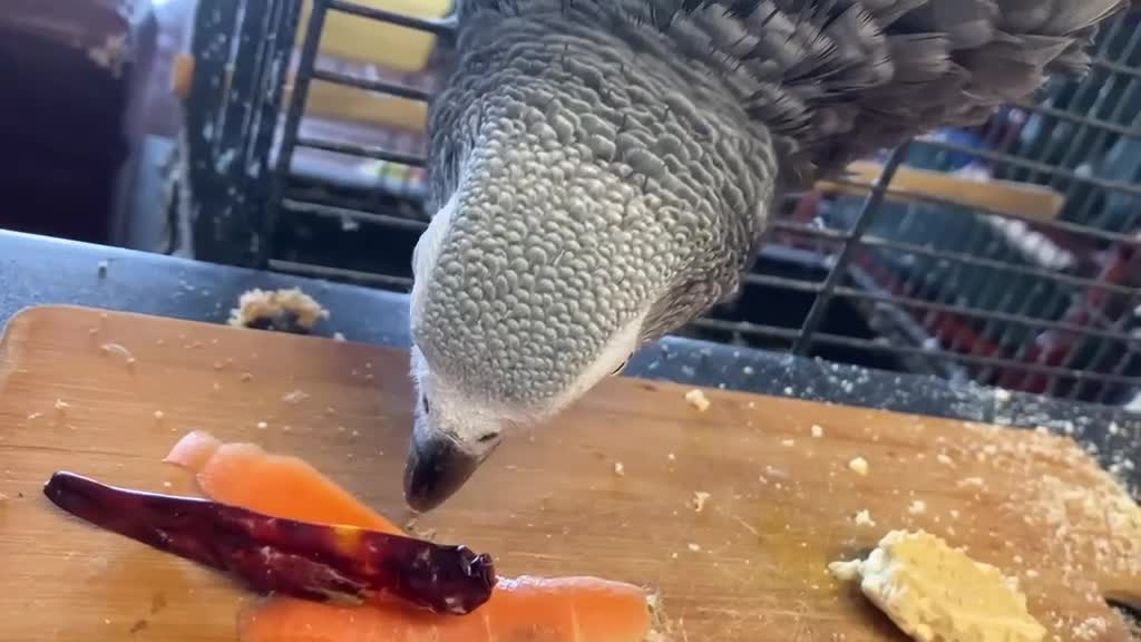 Parrots birds for sale: AFRICAN GREY WITH CAGE in Kingston upon Thames - Video 1