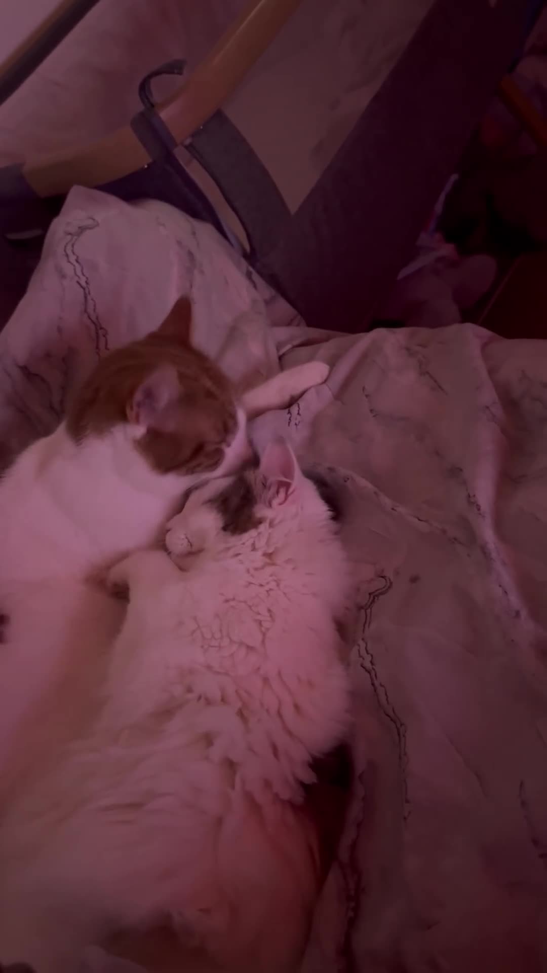 Mixed Breed cats for sale: Simba in Leominster - Video 1