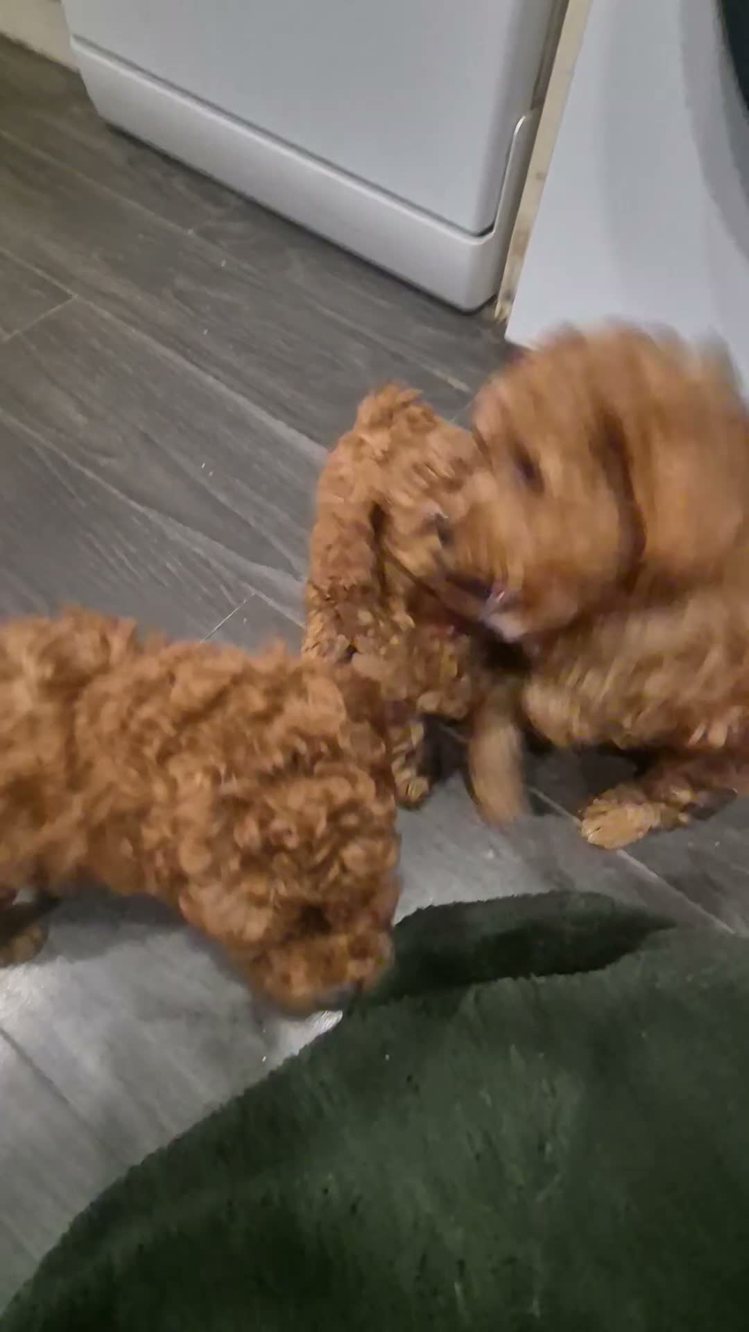 Toy Poodle dogs for sale: Toy poodle  - Video 2