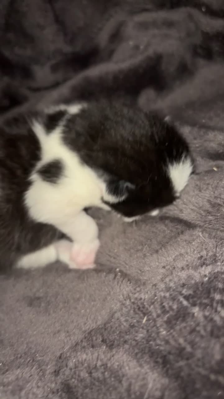 Mixed Breed cats for sale: Kittens in Derby - Video 1